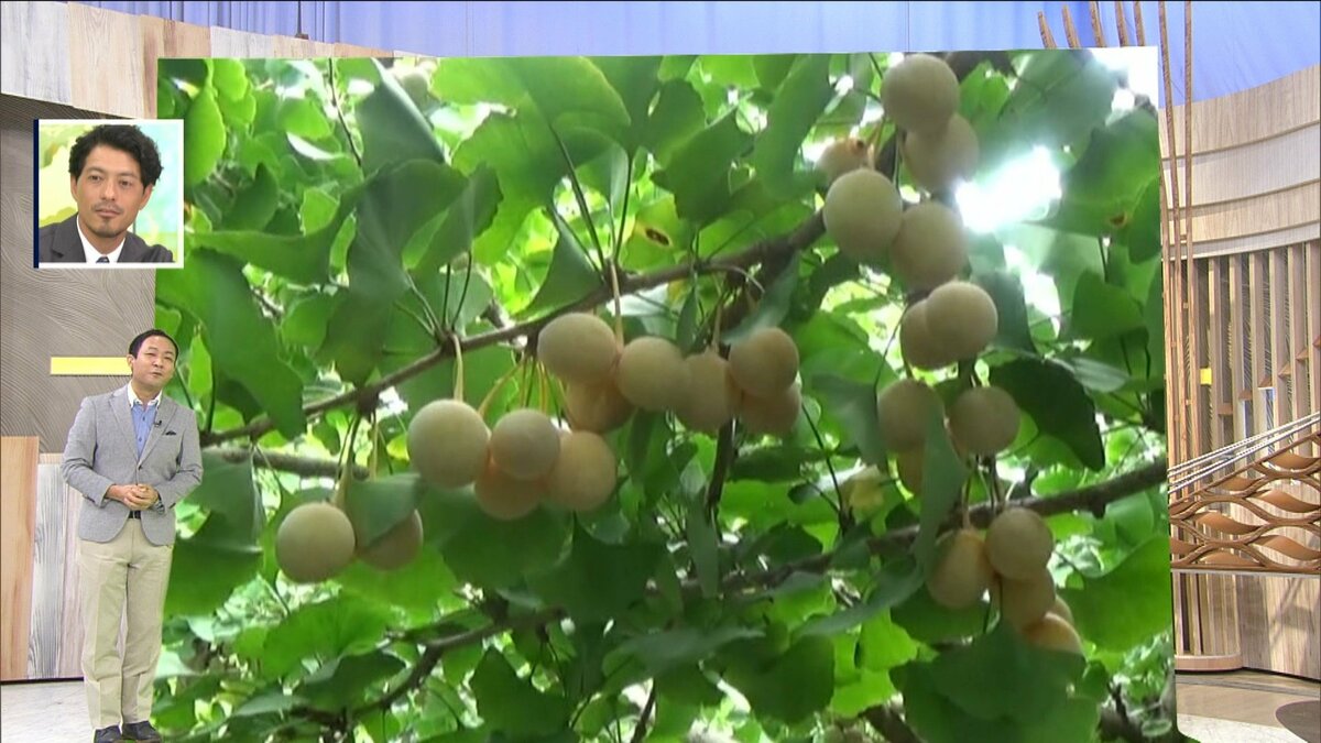 イチョウの木、ぎんなん テーブル全体が切り株 イチョウの木、ぎんなん テーブル全体が切り株 イチョウの木