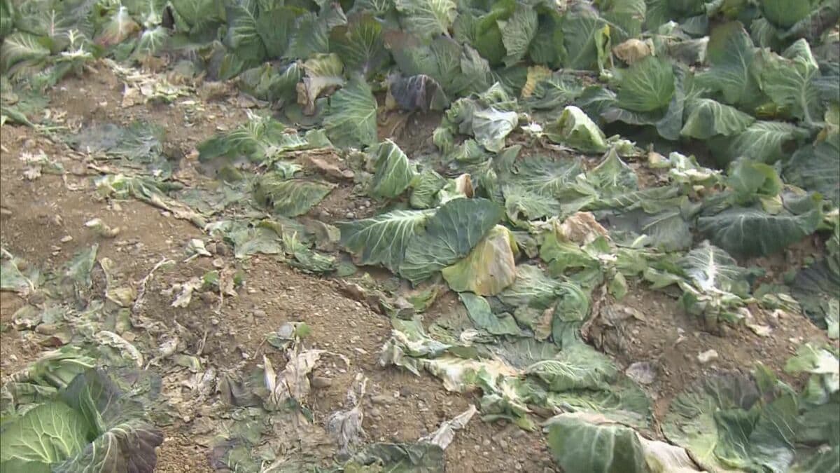 img_75d7ab93f498ab9f4b22bbcc7d