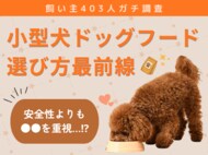 【飼い主403人に調査】小型犬のドッグフード選び、“安全性より●●を重視”という意外な結果に