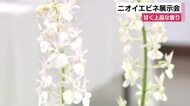 甘く上品な香り放つランの一種「ニオイエビネ」展示会　伊豆諸島の一部で自生する珍しい花　静岡・伊東市