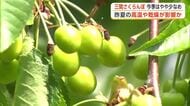 三関さくらんぼ、今季の実の付きはやや少なめ　昨夏の高温・乾燥が影響か　6月上旬出荷予定　秋田・湯沢市