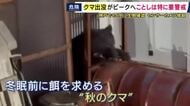 クマの出没ピークは10月「ことしはドングリが軒並み不作」で特に警戒を　人的被害に対策進む　神戸でセンサーカメラ増設　京都の企業が開発した『防護服』は「かまれても貫通しない」