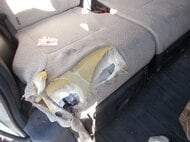 【ヒグマ速報】スライドドアが開いた軽自動車…シートは激しく損壊＿「クマに車を荒らされた」と住民が110番通報『幅16cmほど』の足跡も窓ガラスや路上で確認“無施錠”のドア開けたか〈北海道清里町〉<br />
