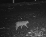 短い尾をもつツシマヤマネコをゲノム解析、イエネコとの近年の交雑を示す証拠は認められず