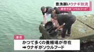 豊漁への願い込め…三重県津市で地元のソウルフード『ウナギ』を放流 1年間に消費されたウナギへの供養と共に