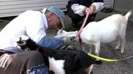 81歳“げんじぃ”が1人で造った「ヤギ牧場」　過疎の町に人気スポット　全国からボランティア　移住者も　富山・氷見市