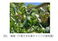 蝋梅(ロウバイ)の種子から新しい作用機構をもつ不斉有機触媒を発見―千葉大学天然物ライブラリーの活用と化学的応用―