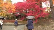 中尊寺の紅葉が見頃　冷え込みでいっそう鮮やかに　多くの観光客が楽しむ　岩手県