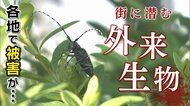 “シン外来生物”襲来 木に無数の穴あけ枯らす虫…鳴り続くインターホンの原因は?暮らしに迫る脅威「小さくても侮るな」