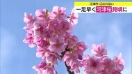 【歳時記】一足早い”春”を演出　早咲きの桜「河津桜」が江の川沿いで見ごろ迎える（島根・江津市）