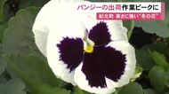 春にかけてガーデニング用等に人気…冬の花『パンジー』の出荷が最盛期 例年通り色付き良く 三重県紀北町
