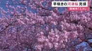 “葵桜”の名で親しまれる…愛知県岡崎市で早咲きの河津桜が満開 乙川沿い約600mにわたって86本が植えられる
