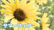 広島市植物公園で「サマーフェア」開催　子ども連れ家族などで賑わう　約１４００株のヒマワリが見頃