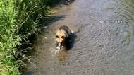お盆期間もクマに注意　各地で出没　岐阜でランニング中の男性が噛まれる被害　北海道ではペットのヤギが襲われる　