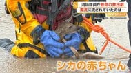 濁流の中に“シカの赤ちゃん”　消防隊員が懸命の救出劇　立ち往生車の救助に駆けつけて偶然発見　アメリカ
