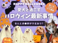 【飼い主400人に調査】●割が愛犬とのハロウィンに向けて準備中!リアルな過ごし方ランキングTOP5