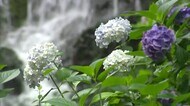 “滝とアジサイの共演” 津山市の小滝 周囲には紫色を中心にアジサイが色づく 【岡山・津山市】