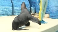 新江ノ島水族館が営業再開 オープン前に200人行列