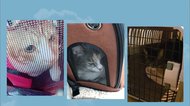 動物病院に向かう時だけ「ヤバい?」としゃべるネコ