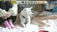地震での避難に備え、ペットのためにすべきこと…飼い主に求められる準備と責任【静岡発】