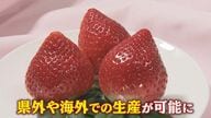 “あまおう味のいちご”県外や海外でも生産可能に 独占権が期限切れ 販売単価1位のブランドどう守る？【福岡発】