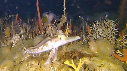 南極の海を水中ドローンで撮影　謎多き色とりどりの生物たち