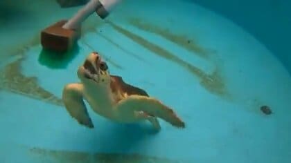 まるで“亀じゃらし”!? 掃除ブラシを追いかけるウミガメの子どもがかわいい…なぜ?飼育員に聞いた