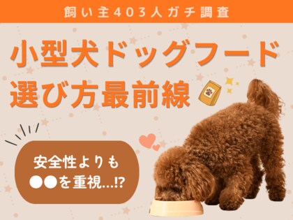 【飼い主403人に調査】小型犬のドッグフード選び、“安全性より●●を重視”という意外な結果に