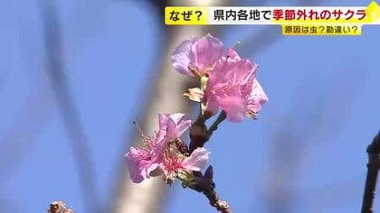 “季節外れのサクラ”県内でつぎつぎ開花　暦の上では冬なのに…あたたかさを春と勘違い？　福岡