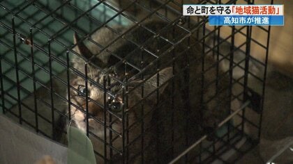 ふん尿や子猫の飛び出しの苦情殺到で住民立ち上がる　去勢やトイレの世話など住民たちで野良猫を管理する「地域猫活動」