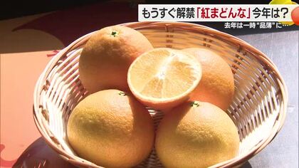 「紅まどんな」１１月１５日販売開始　品質「例年通りの仕上がり」砥部で生産者が出荷基準確認【愛媛】