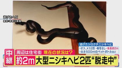【大型ヘビ捜索中】「近づいたり捕まえようとすると反射的に噛みつくことも」体長2m大型ニシキヘビ2匹“逃走中” 警察官が付近を捜索中　専門家が“習性”を解説　神奈川・川崎市