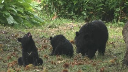 カメラが捉えた｢クリを食べる親子グマ｣…校舎から50mの林で最大4頭目撃　カメラに気付くも逃げる素振りなし　付近で目撃相次ぎクリの木伐採を決断した中学校　岩手県