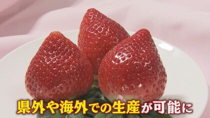 “あまおう味のいちご”県外や海外でも生産可能に 独占権が期限切れ 販売単価1位のブランドどう守る？【福岡発】