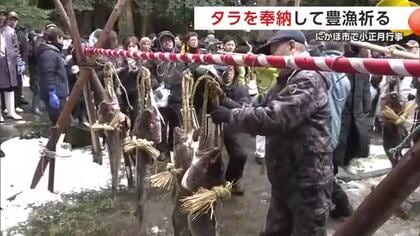 大ダラ担ぎ練り歩く　豊漁と海の安全祈り13匹奉納　にかほ市金浦で「掛魚まつり」　秋田