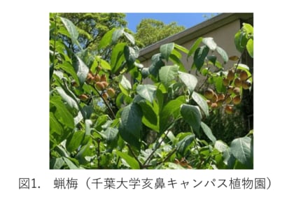 蝋梅(ロウバイ)の種子から新しい作用機構をもつ不斉有機触媒を発見―千葉大学天然物ライブラリーの活用と化学的応用―
