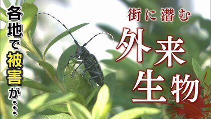 “シン外来生物”襲来　木に無数の穴あけ枯らす虫…鳴り続くインターホンの原因は？暮らしに迫る脅威「小さくても侮るな」