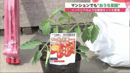 「おうち菜園」が人気　初心者でも簡単！袋のまま野菜を育てる…おしゃれな室内栽培キットも【北海道発】