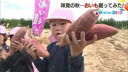 【WeekenDどう？】おいも掘ってみた！農園で秋満喫の「宝探し」“プロ直伝”おいしい食べ方紹介