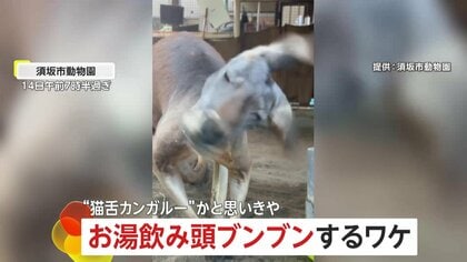 お湯飲んで頭をブンブン…“猫舌カンガルー”？飼育員「耳がかゆいのでは」　長野・須坂市動物園