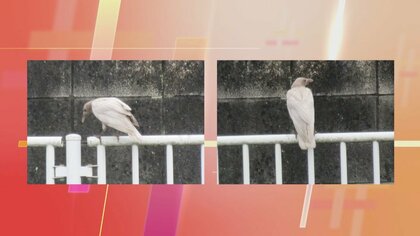 「数万羽に一羽」激レアな“白いカラス”に会えるのか…取材班が捜索　普通のカラスと何が違う？