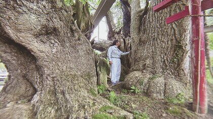 悠久の時を越えて地域に息づく「生き証人」樹齢1500年の名木も　木のスペシャリストたちが選ぶ後世に残すべき名木　木にまつわるストーリーも
