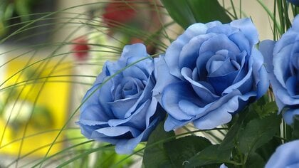 横田早紀江さん「めぐみの誕生日がつらい」　 “夢叶う”青いバラで解決祈って支援する人も【新潟発】