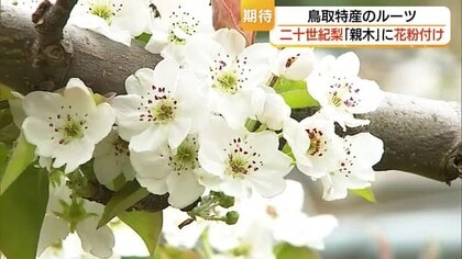 二十世紀梨普及の“ルーツ”　樹齢123年の「親木」が花満開！今年も秋の収穫めざし人工授粉作業（鳥取）