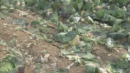 「人のやる事じゃない…」出荷直前のキャベツ約800玉盗まれる 生育不良で価格高騰の中 農家らは憤り隠せず