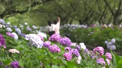 ゴミ散乱地を観光名所へ　29年ひとりで育てた1万9000株のアジサイが満開【のいちあじさい街道】