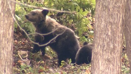 「警察にライフル銃使用のクマ駆除を」木原官房長官が早急な対応お願い…初の関係閣僚会議で「緊急銃猟」可能な人材増やすこと指示