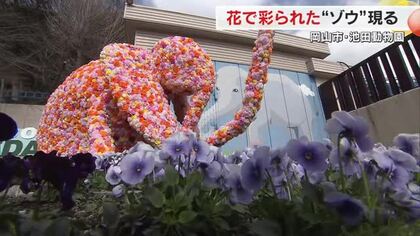 池田動物園に久しぶりに「ゾウ」…約３万本の花が園内彩るイベント前に高校生が準備【岡山】