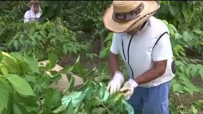 高浜町で特産の「杜仲茶」の葉収穫ピーク　農家の高齢化で7年前から企業が承継　11月頃までに6トンの収穫見込む