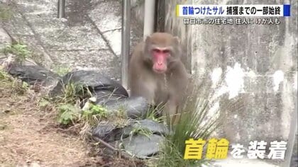 バナナでも逃げられ… 住宅地で人襲う「サル」捕獲までの一部始終 “首輪
